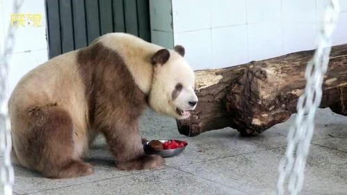 七仔吃瓜视频  第3张